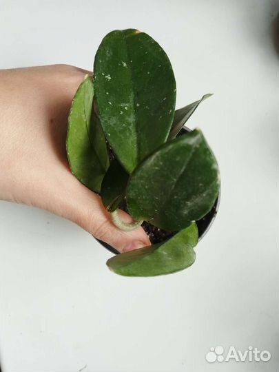 Хойя карноза (восковой плющ)