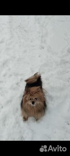 Отдам любящим животных людям