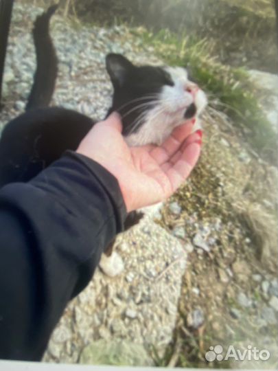Котик