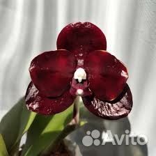 Орхидея Phal. Mituo Diamond Sinderella 