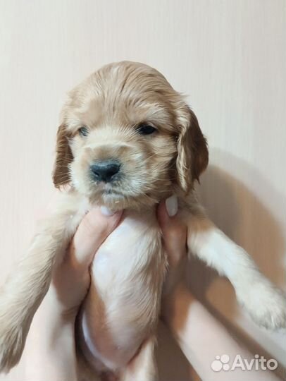 Кокер спаниель