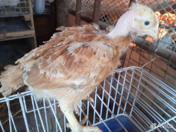 Цыплята разных пород, перепела