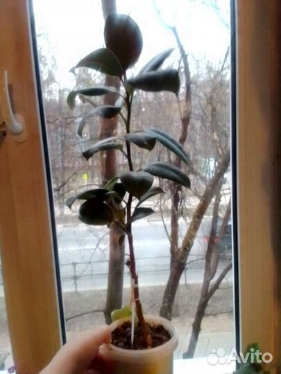 Фикус каучуконосный