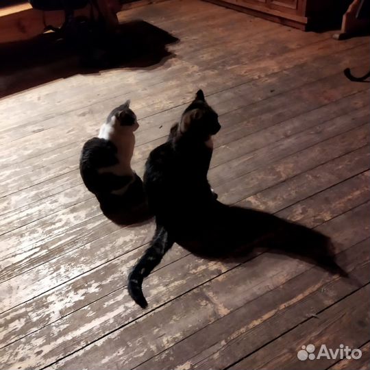 Котам нужен дом