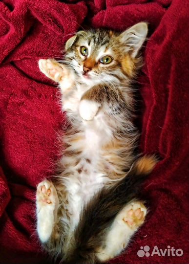 Котята в дар