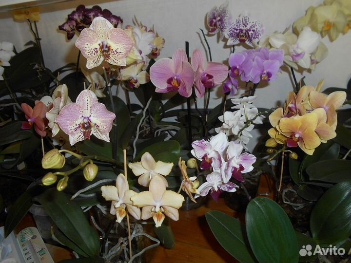 Комнатные цветы орхидеи