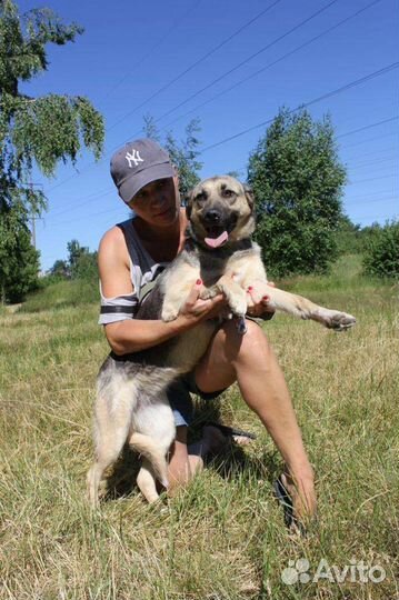 Небольшая дружелюбная собака в дар из приюта