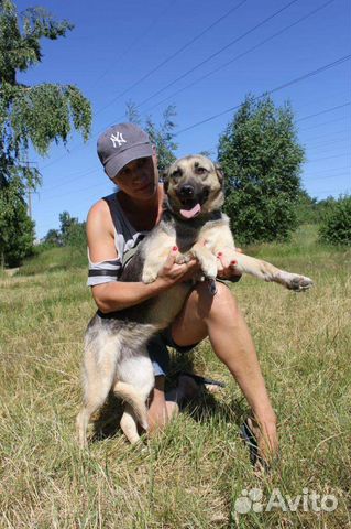 Небольшая дружелюбная собака в дар из приюта