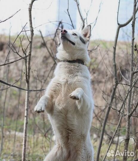 Айда ищет дом