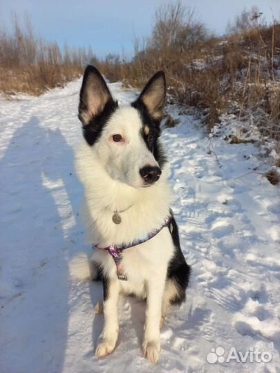 Дрессировка собак, Кинолог с выездом