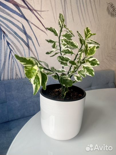 Педилантус домашние комнатные растения