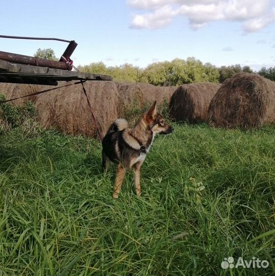 Собака в добрые руки отдам бесплатно