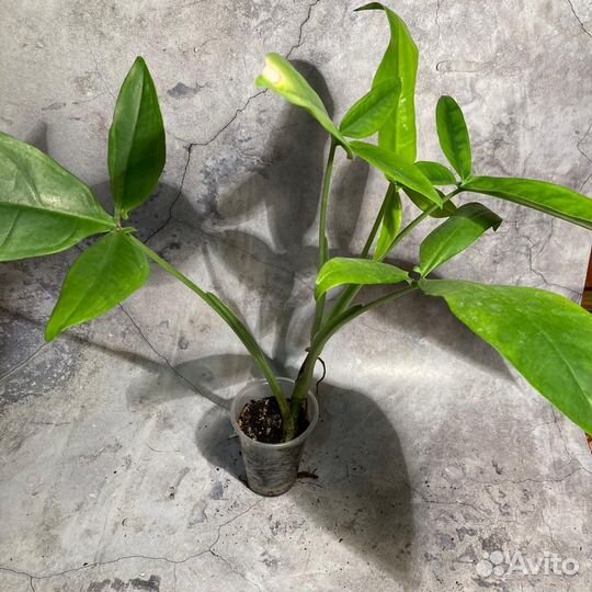 Сингониум ушковатый