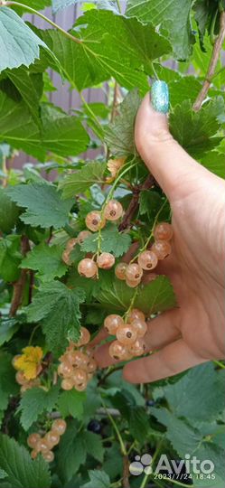 Смородина белая и чёрная Багира, Не ягоды