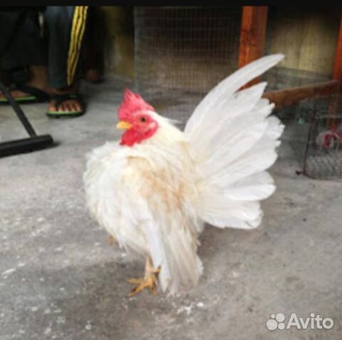 Малазийская серама. Курочки, цыплята. Семьи