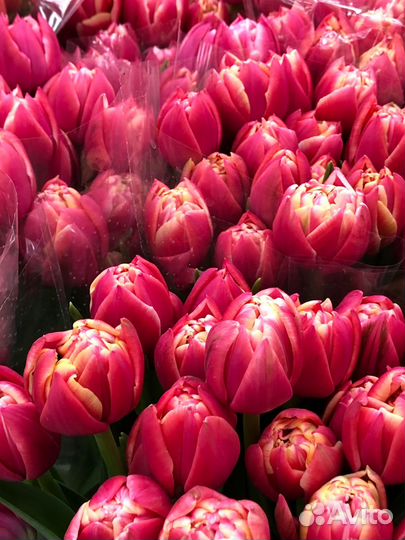 Тюльпаны мелким опт