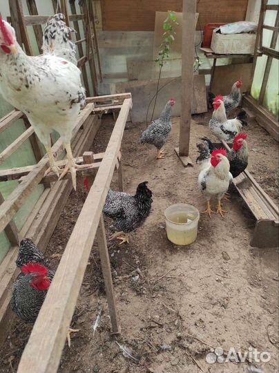 Продам Петухов