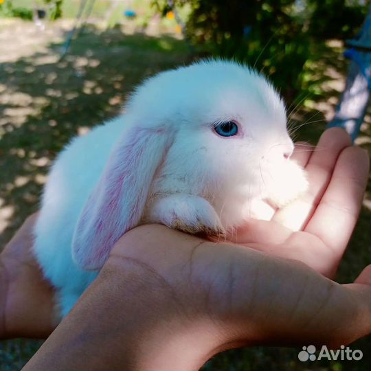 Аренда карликовых кроликов