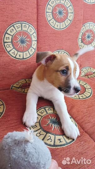 Щенки джек Рассел терьер