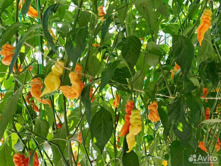 Острые перцы 6 сортов, семена