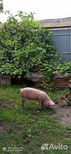 Поросенок обычный 3 месяца и вьетнамская свинка