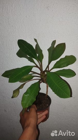 Молочай беложильчатый