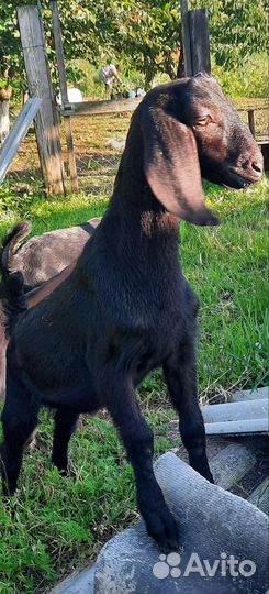 Англо нубийские козлята