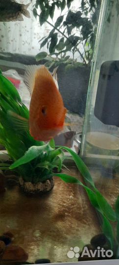 Аквариум aquael, ferplast, фильтр,нагреватель