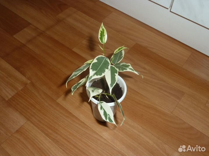 Фикус Бенджамина