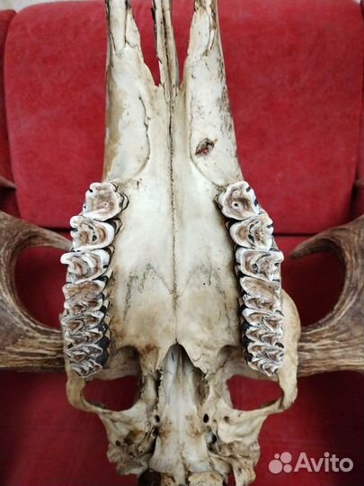 Лосиные рога с черепом