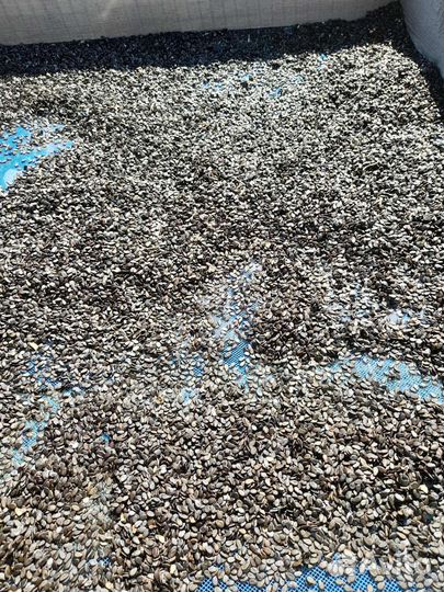 Семена арбуза Топ Мара