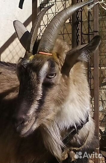 Обезроживание, кастрация, клеймение сельхоз животн