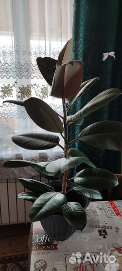 Фикус каучуконосный