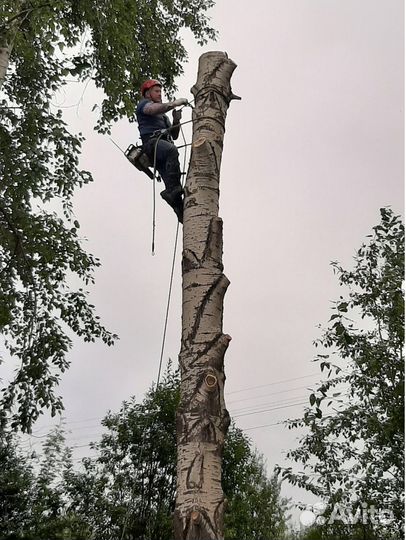 Спил деревьев