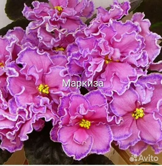 Фиалки 1
