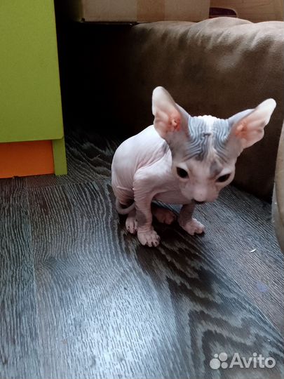 Донской сфинкс