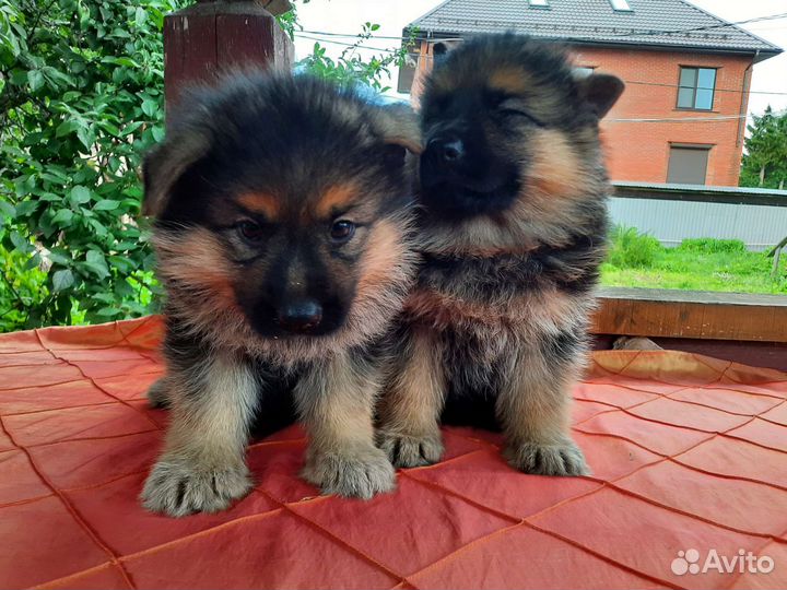 Щеночки Немецкой овчарки с док.ркф