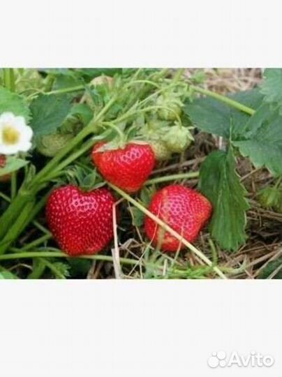 Клубника гигантелла рассада