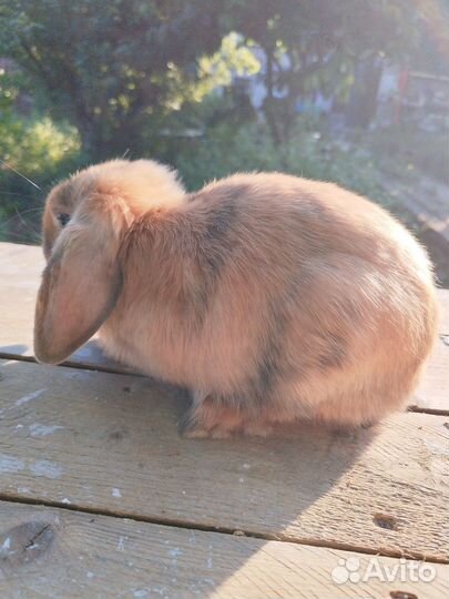 Карликовые, декоративные кролики