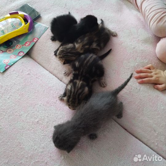 Котята