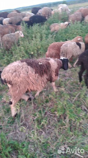 Овцы,бараны,ягнята
