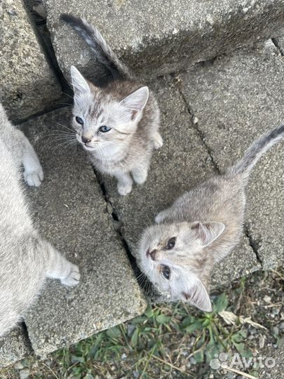 Котята бесплатно