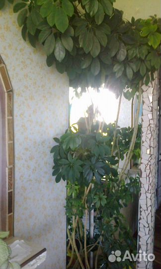 Комнатные цветы шефлера