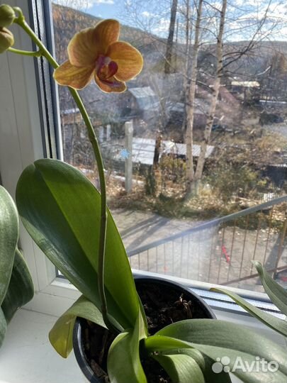 Орхидея фаленопсис