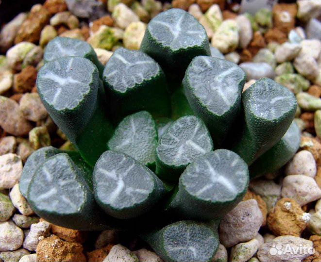Семена хавортия маугани maughanii 3 шт суккулент