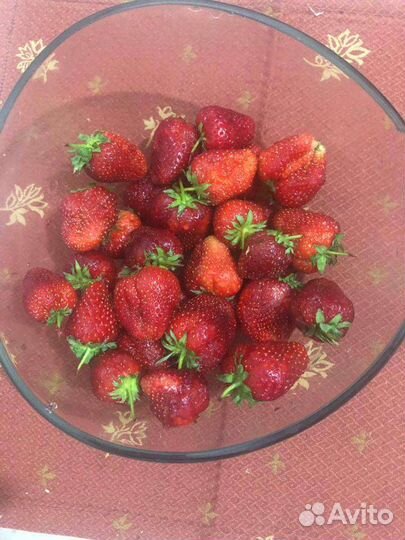 Рассада клубники