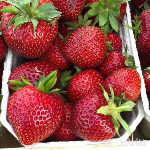 Рассада клубники