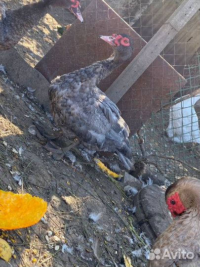 Козлик нубийский комолый