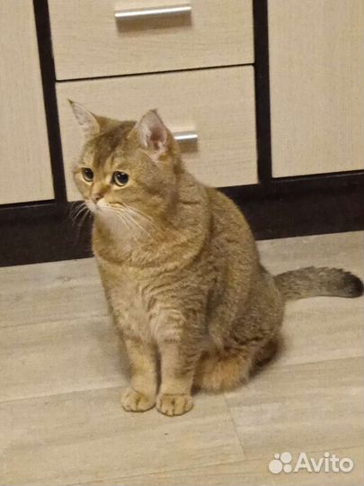 Передержка животных на время отпуска