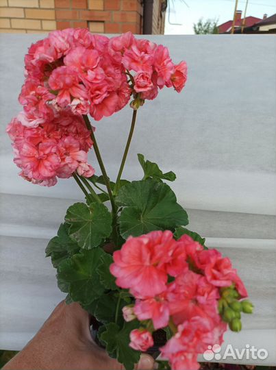 Пеларгония Mormor